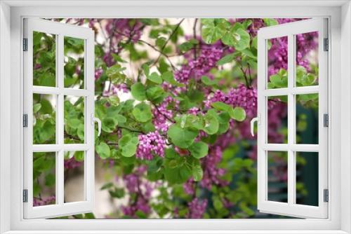 Fototapeta Naklejka Na Ścianę Okno 3D - Purple flowers in front of old mediterranean style window. Selective focus.