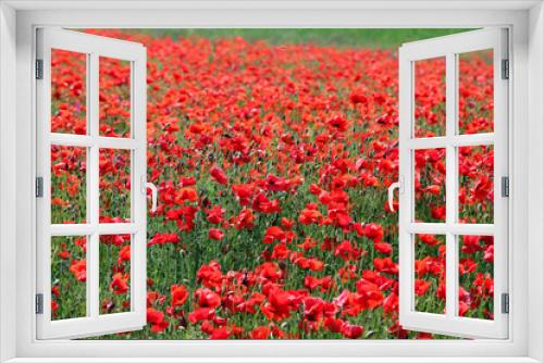 Fototapeta Naklejka Na Ścianę Okno 3D - red poppies flower field in spring landscape