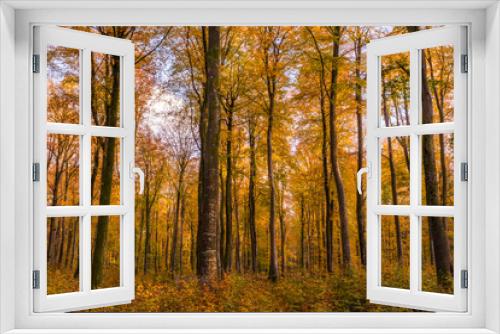 Fototapeta Naklejka Na Ścianę Okno 3D - La forêt de Crécy aux couleurs de l'automne