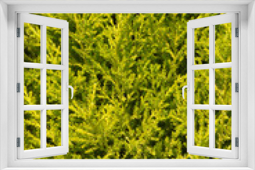 Fototapeta Naklejka Na Ścianę Okno 3D - texture di macro di foglie verdi