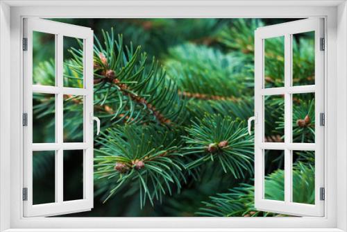 Fototapeta Naklejka Na Ścianę Okno 3D - Pine tree branch. Natural background of needles. Spruce texture. Coniferous green pattern.