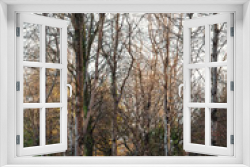 Fototapeta Naklejka Na Ścianę Okno 3D - Ladock woods beech trees in winter cornwall uk 