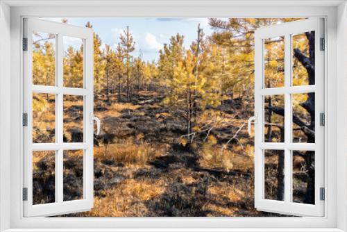Fototapeta Naklejka Na Ścianę Okno 3D - Pine forest and trees after the fire in the swamp. Panorama of ecological problem.