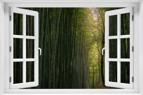 Fototapeta Naklejka Na Ścianę Okno 3D - Bamboo forest in Arashiyama, Kyoto, Japan