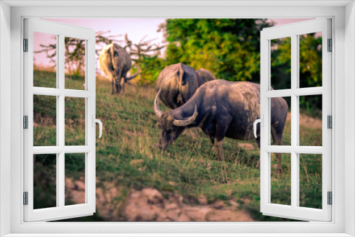 Fototapeta Naklejka Na Ścianę Okno 3D - A blurry background view of animals, buffalo herds that are walking grazing in groups or isolated, often seen in rural fields