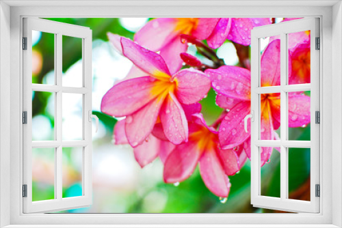 Fototapeta Naklejka Na Ścianę Okno 3D - Plumeria flower in garden