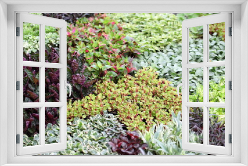Fototapeta Naklejka Na Ścianę Okno 3D - Decorative green plants and seedlings nursery garden 