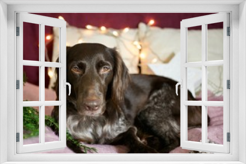 Fototapeta Naklejka Na Ścianę Okno 3D - A Little Mümsterländer dog in winter waiting to go outside and play in the snow