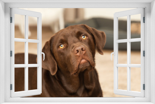 Fototapeta Naklejka Na Ścianę Okno 3D - brown sweet labrador in a living room