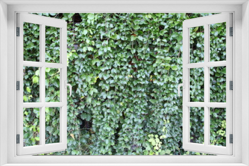 Fototapeta Naklejka Na Ścianę Okno 3D - Green Leaf Background Closeup vertical