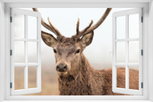 Fototapeta Naklejka Na Ścianę Okno 3D - beautiful deer