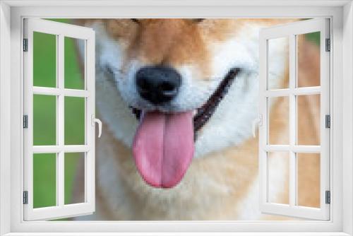 Fototapeta Naklejka Na Ścianę Okno 3D - Japanese dog red color Shiba Inu smiles and closed his eyes. The concept of humor.