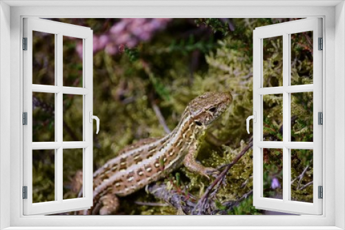 Fototapeta Naklejka Na Ścianę Okno 3D - Female sand lizard