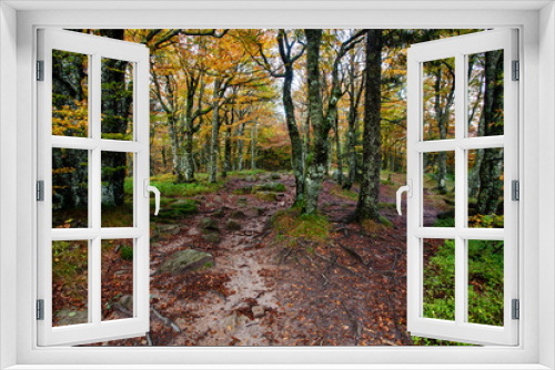 Fototapeta Naklejka Na Ścianę Okno 3D - Stony tourist trail in autumnal forest in Vosges mountains. Magical colors of trees foliage. France, Europe.