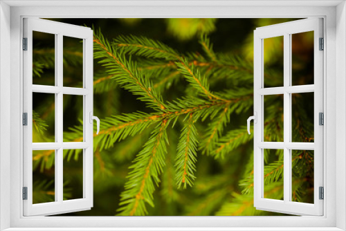 Fototapeta Naklejka Na Ścianę Okno 3D - Fir tree. Beautiful texture of fir tree, branches with needles close-up. Concept with bright spruce branches
