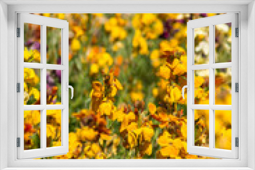 Fototapeta Naklejka Na Ścianę Okno 3D - blooming summer flowers on a meadow