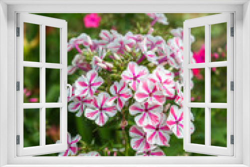 Fototapeta Naklejka Na Ścianę Okno 3D - Phlox paniculata Twister flowers in the garden