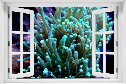 Fototapeta Naklejka Na Ścianę Okno 3D - Green Toxic Euphyllia Torch LPS Coral - Euphyllia Grabrescens 