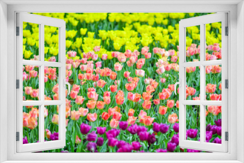 Fototapeta Naklejka Na Ścianę Okno 3D - Beautiful flowers in the garden.