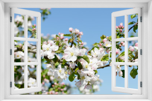 Fototapeta Naklejka Na Ścianę Okno 3D - flowering apple tree in orchard in springtime