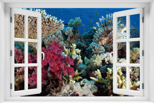 Fototapeta Naklejka Na Ścianę Okno 3D - Coral Reef Saudi Arabia