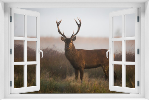 Fototapeta Naklejka Na Ścianę Okno 3D - Red deer stag (Cervus elaphus)