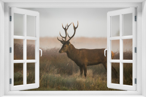 Fototapeta Naklejka Na Ścianę Okno 3D - Red deer stag (Cervus elaphus)