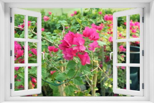 Fototapeta Naklejka Na Ścianę Okno 3D - red flowers in garden