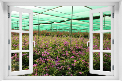Fototapeta Naklejka Na Ścianę Okno 3D - Plants in Nursery