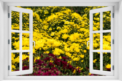 Fototapeta Naklejka Na Ścianę Okno 3D - chrysanthemum flowers inside of a greenhouse