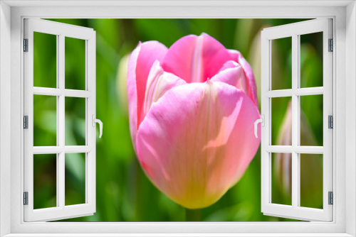 Fototapeta Naklejka Na Ścianę Okno 3D - Pink tulips growing in garden at spring time. Tulip in spring freshness.