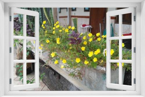 Fototapeta Naklejka Na Ścianę Okno 3D - flowers in pots