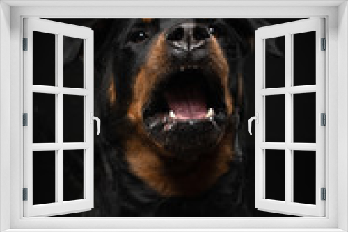 Fototapeta Naklejka Na Ścianę Okno 3D - Angry dog with open mouth. Pet catches food. Rottweiler snarls