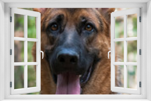 Fototapeta Naklejka Na Ścianę Okno 3D - Dog breed German shepherd, full face portrait