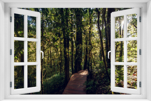 Fototapeta Naklejka Na Ścianę Okno 3D - Rainforest in Doi Inthanon National Park , Thailand