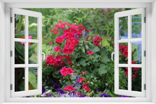 Fototapeta Naklejka Na Ścianę Okno 3D - Cherry red geraniums in a garden container are the focal point of this Midwest Garden with a vintage blue bench in the background.