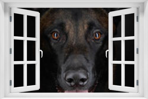 Fototapeta Naklejka Na Ścianę Okno 3D - Belgian shepherd on a dark background. Dog on black. Pet in the studio