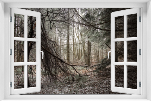 Fototapeta Naklejka Na Ścianę Okno 3D - fairytale image in a frozen forest