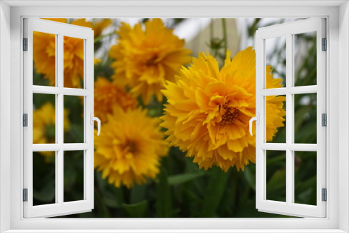 Fototapeta Naklejka Na Ścianę Okno 3D - A bright and yellow coreopsis blossom