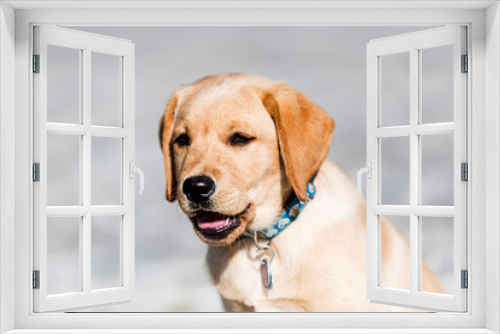 Fototapeta Naklejka Na Ścianę Okno 3D - Young  golden retriever  puppy