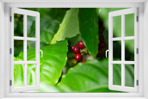 Fototapeta Naklejka Na Ścianę Okno 3D - Robusta, red cherry coffee bean on coffee tree