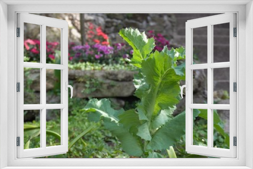 Fototapeta Naklejka Na Ścianę Okno 3D - Green salad vegetables grow in plots