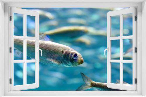 Fototapeta Naklejka Na Ścianę Okno 3D - School of Fish