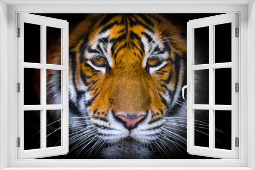 Fototapeta Naklejka Na Ścianę Okno 3D - The bengal tiger's eyes and face on a black background