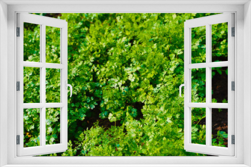 Fototapeta Naklejka Na Ścianę Okno 3D - Green coriander field in India  