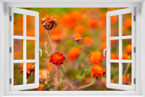 Fototapeta Naklejka Na Ścianę Okno 3D - Marigold flower field in india