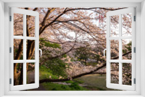 Fototapeta Naklejka Na Ścianę Okno 3D - 夕暮れにさく桜