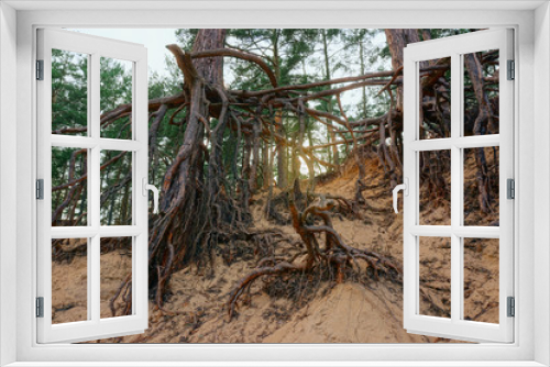 Fototapeta Naklejka Na Ścianę Okno 3D - A pine trees with huge naked roots on a sand hill slope. Shot from the bottom. Day light