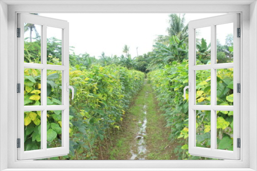Fototapeta Naklejka Na Ścianę Okno 3D - Long bean fields in the rainy season in Indonesia