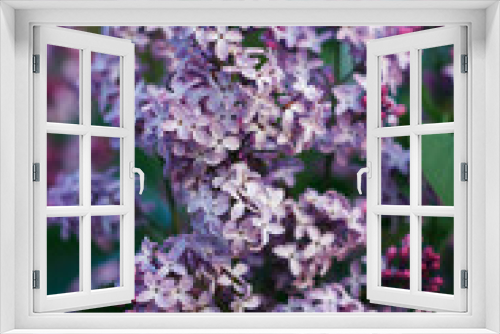 Fototapeta Naklejka Na Ścianę Okno 3D - Blossoming decorative lilac tree on spring